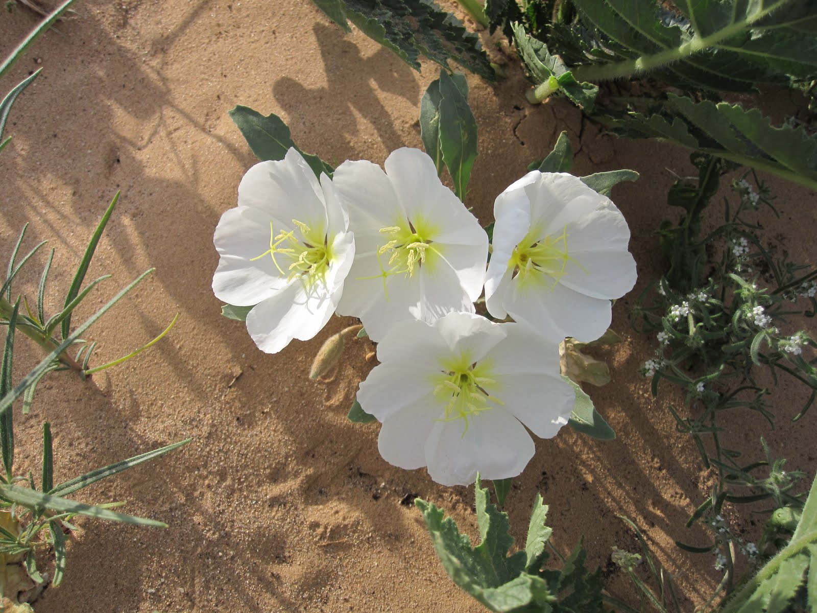 Cannundrums Arizona Evening Primrose