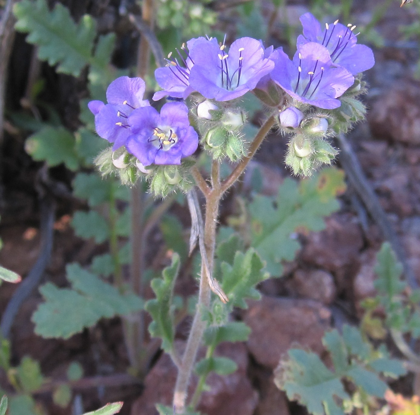 Cannundrums Scorpion Weed