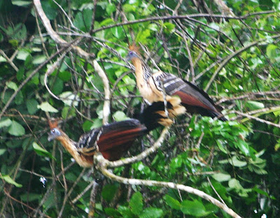 Cannundrums: Hoatzin or Stink Bird