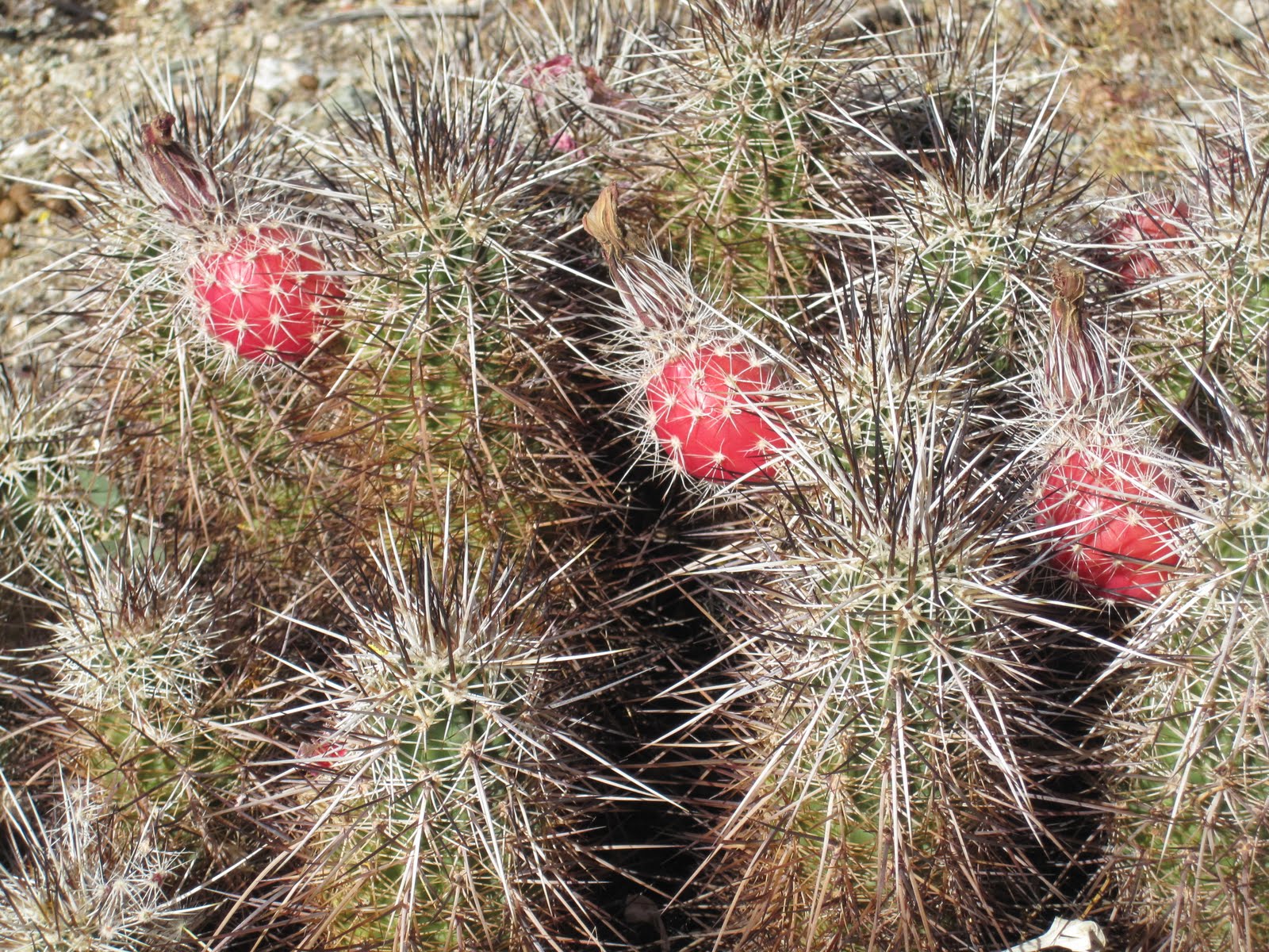 Cannundrums Hedgehog Cactus Fruit