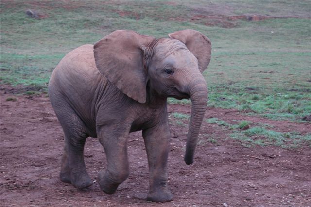 olifant