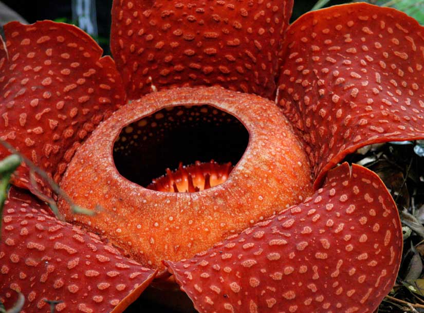 MyInfo Malaysia Bunga  Rafflesia Malaysia