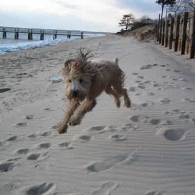 [ctcpc-ollie-l.jpg]