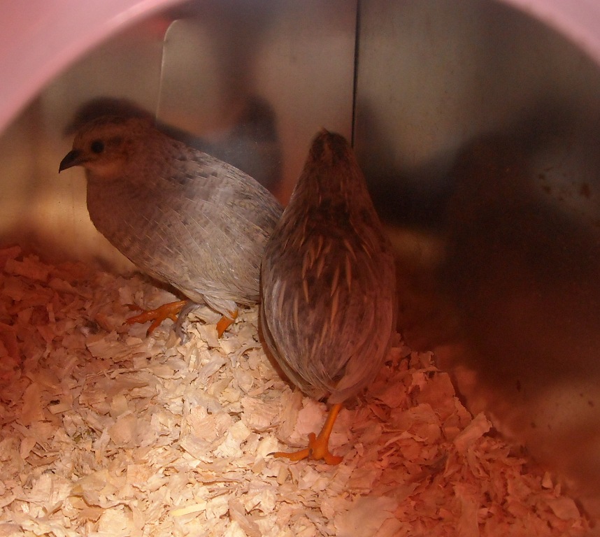 My Peacock Farm Button Quail