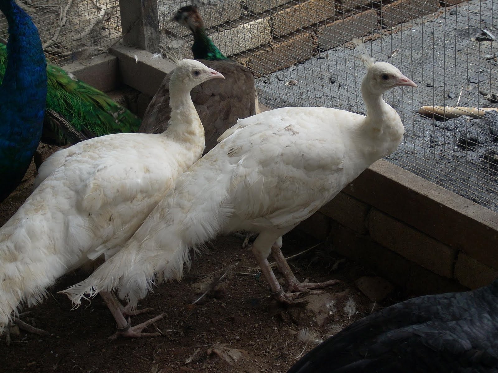My Peacock Farm NEW White Peafowl Baru Masuk Ke MPF