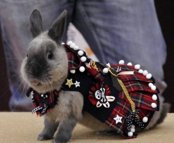 carnival costumes for animals