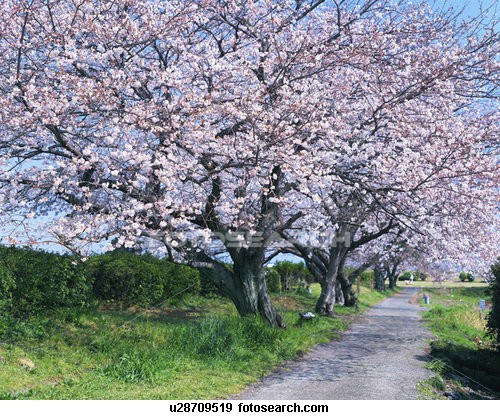 [cherry-blossoms.jpg]
