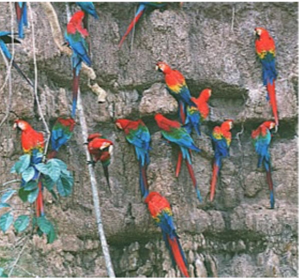 [clay-eating-parrots.jpg]
