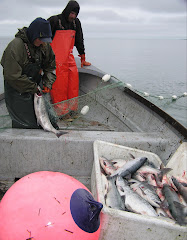 Setnetting in Yakutat