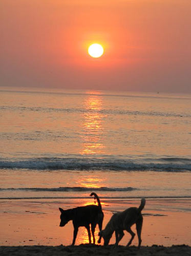 [080827CL2dog-only2[1].jpg]