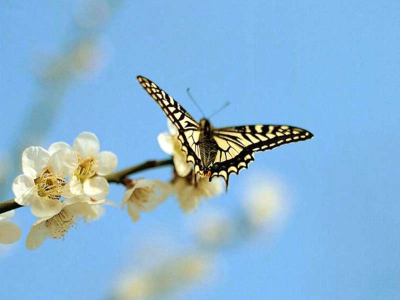 [sakura-butterfly.jpg]
