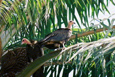 [Didinho_abutres_GuineBissau.gif]