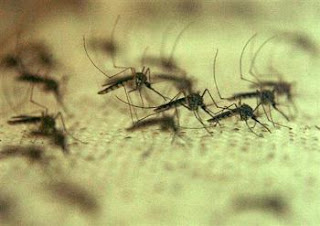 gates funds research into ‘flying syringe’ mosquitos for 'vaccines'