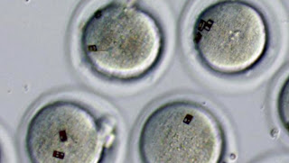 spanish researchers want to tag human embryos with bar codes