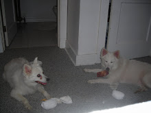 Jack and Nikko