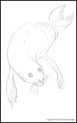 cute harbour seal