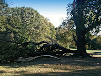 tornado damage in park