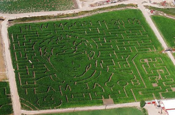 [lautner+corn+field.jpg]
