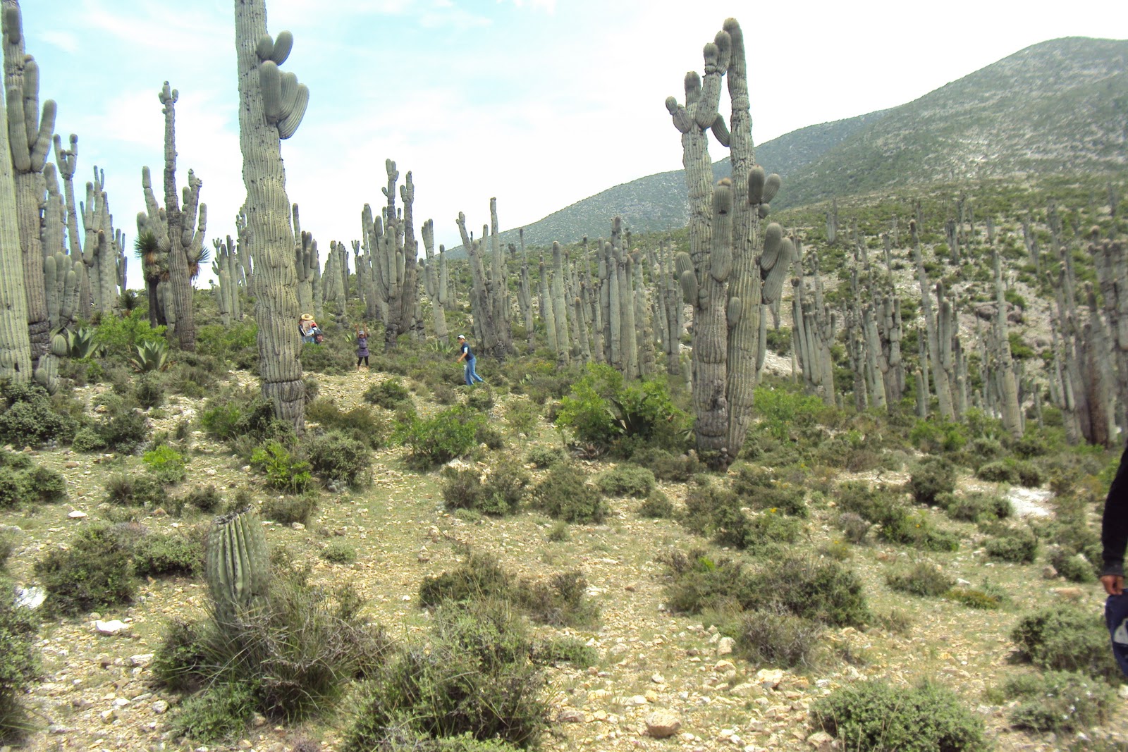 mylife.angeles FLORA DE SAN MARCOS TLACOYALCO