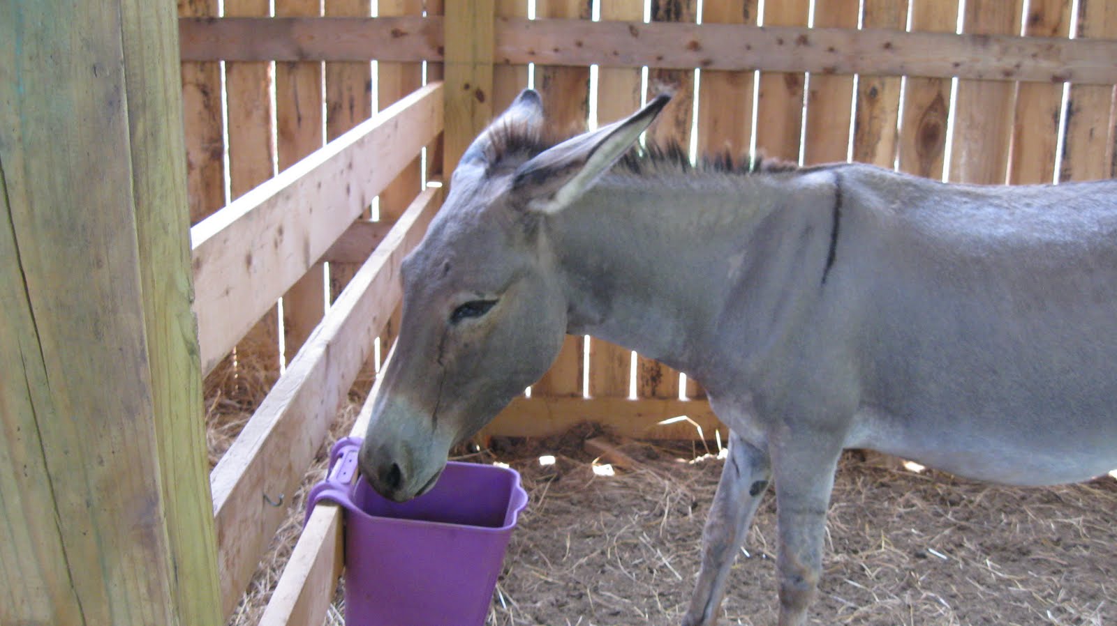 Holes In My Jeans A PREGNANT DONKEY!!!!!!!!!!!!!!!!!!