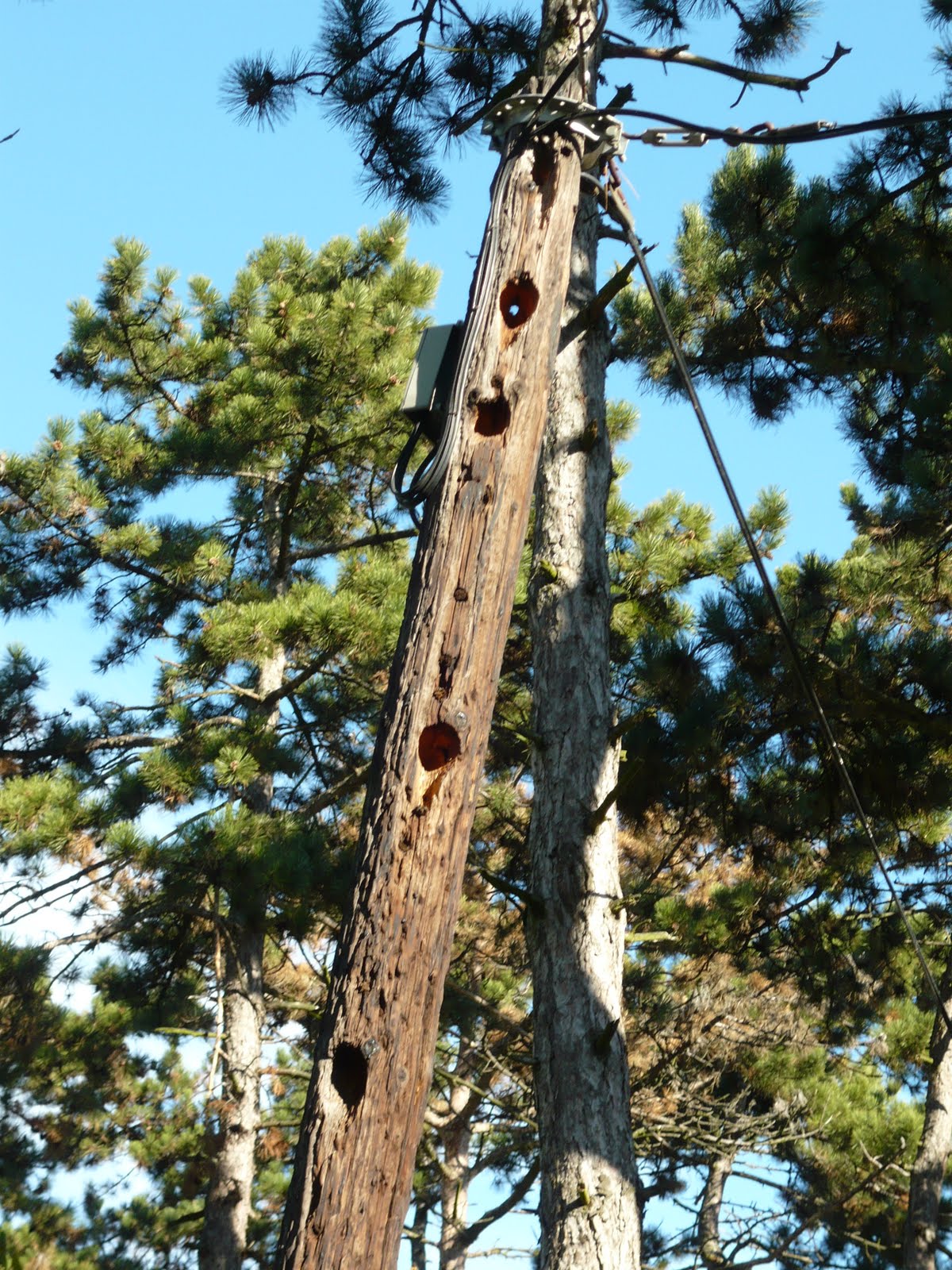 Woodpeckers Of Europe: Woodpecker Holes in Telephone Pole