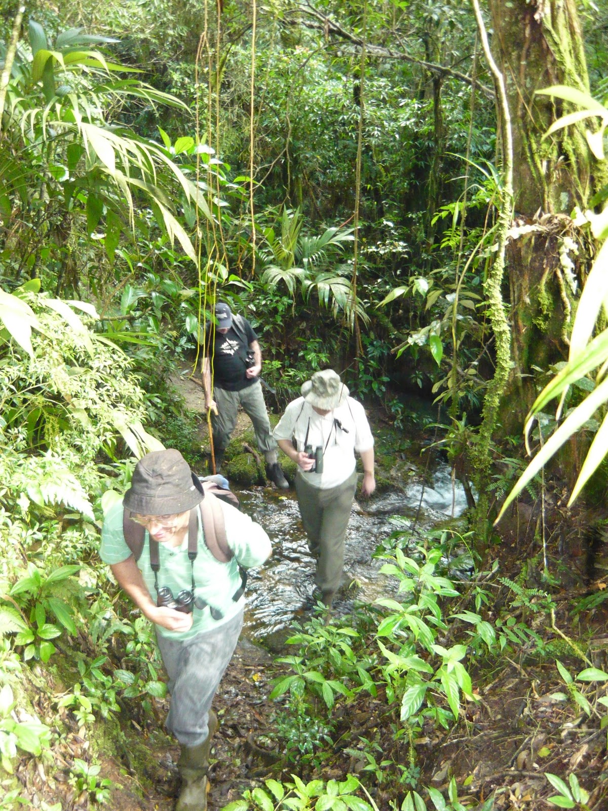 Woodpeckers of the World: Habitats: Atlantic Rainforest