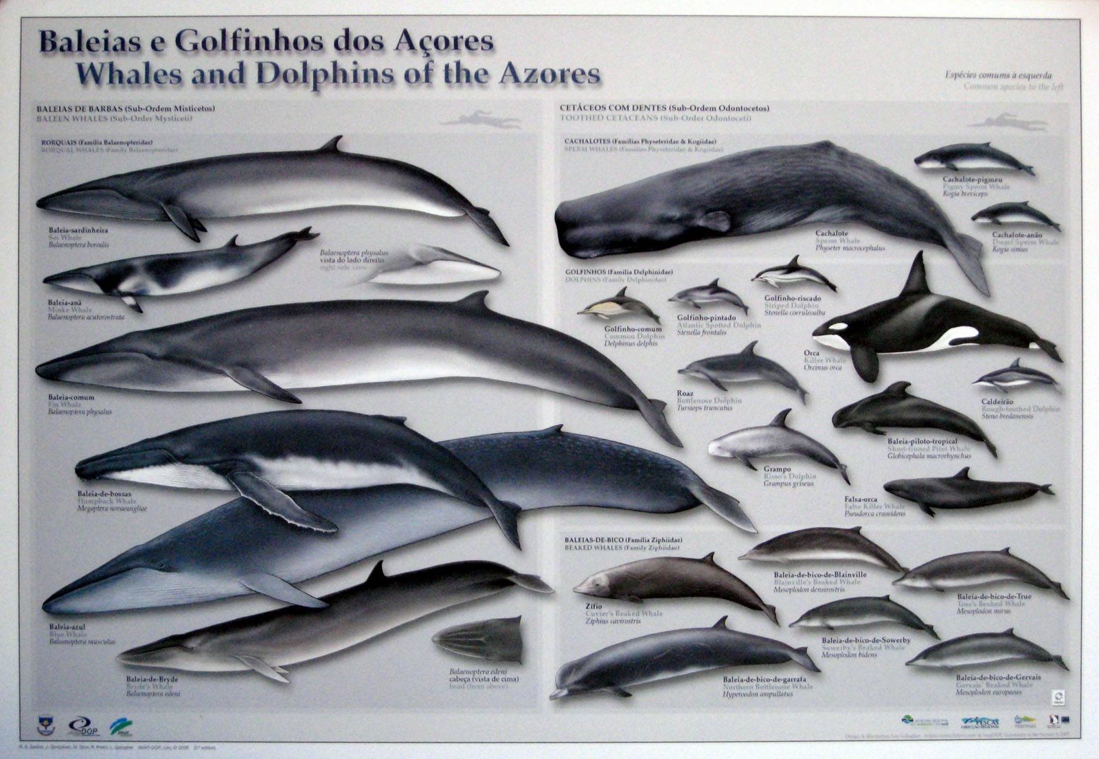 [baleias+golfin+açores.jpg]