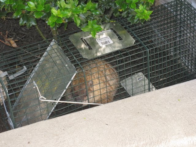 How To Trap A Groundhog / Groundhog Bait How To Trap A Groundhog Or