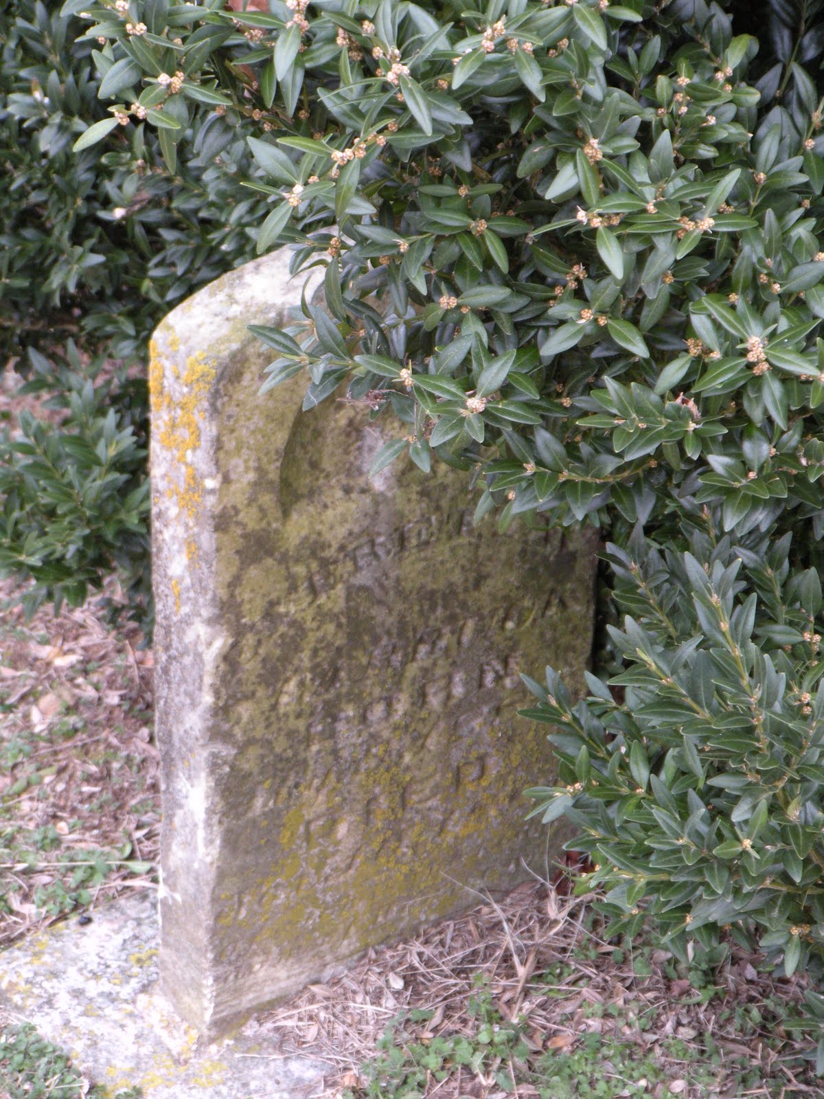 Escape to the Silent Cities The Cemetery Companions