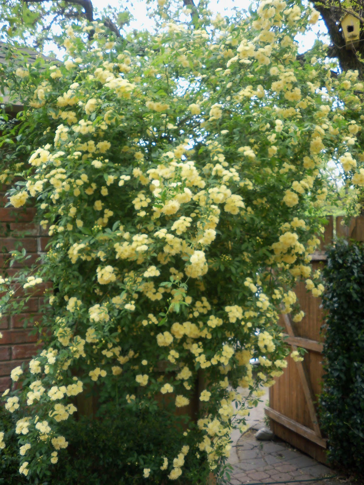 My Heart with Pleasure Fills Before/After Yellow climbing rose