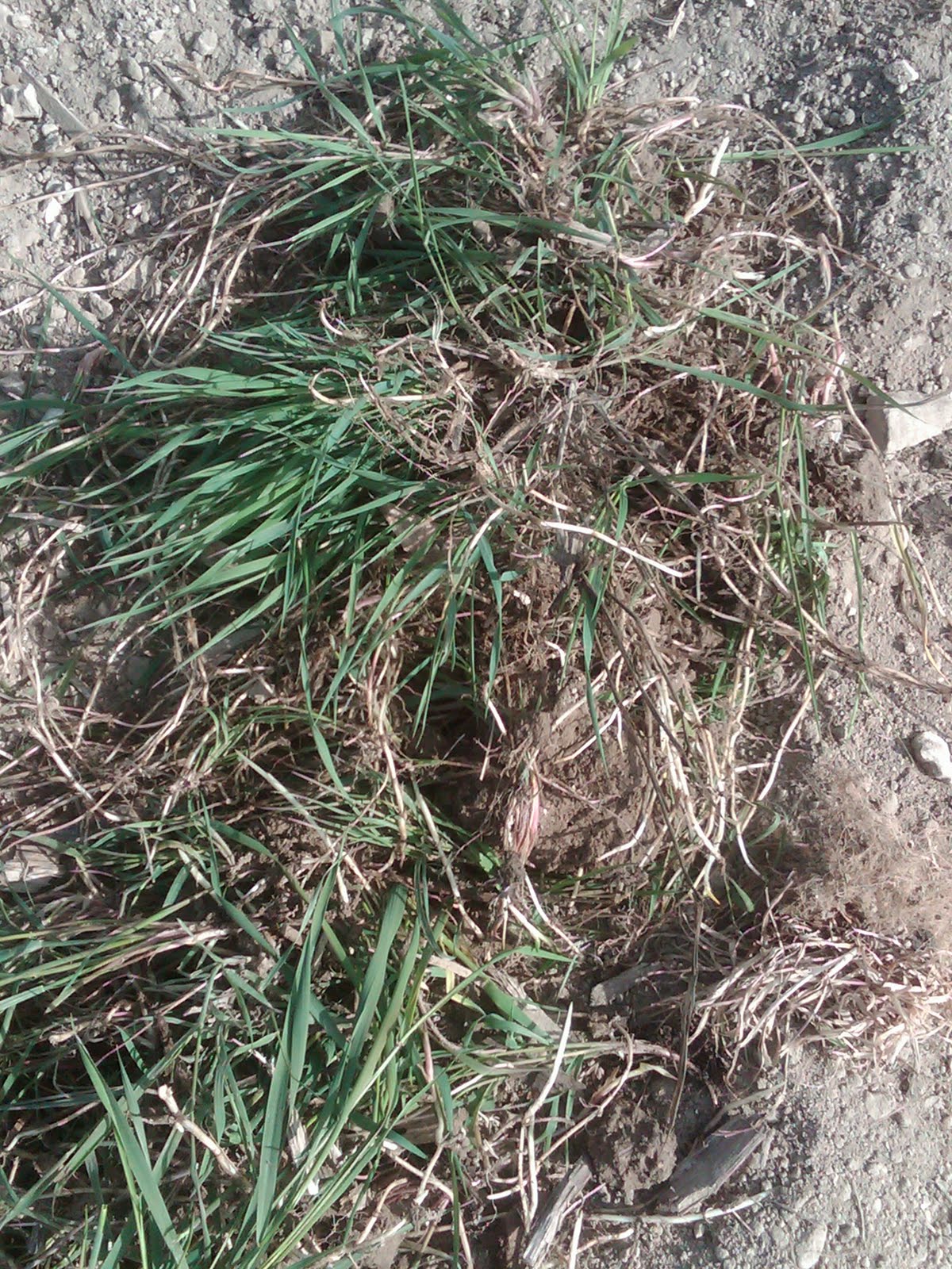 Couch Grass an Organic Nightmare Albury Vineyard