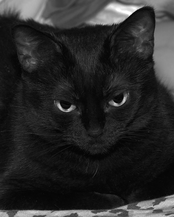 [Black-Cat-1.jpg]