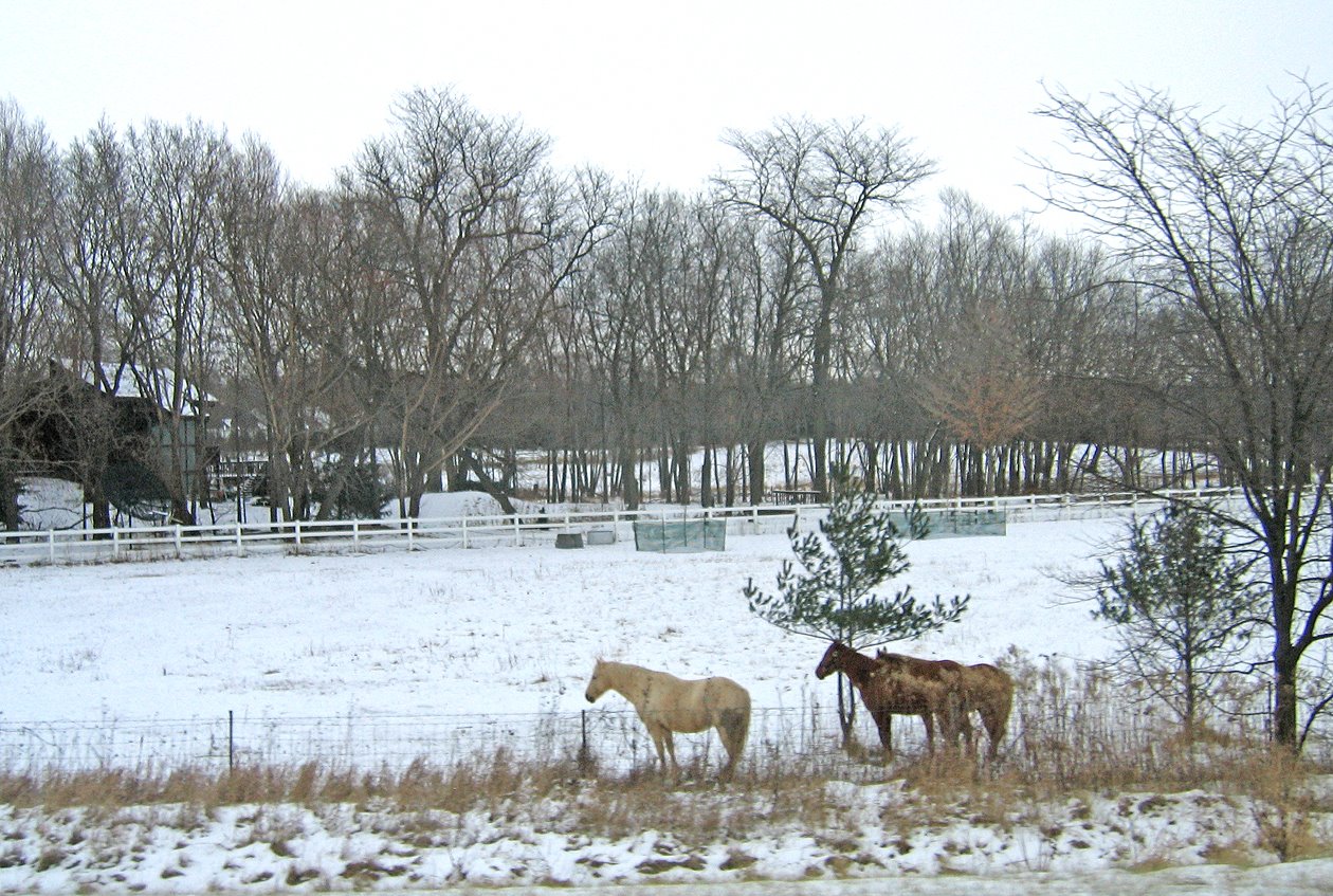 [horses_0249.jpg]