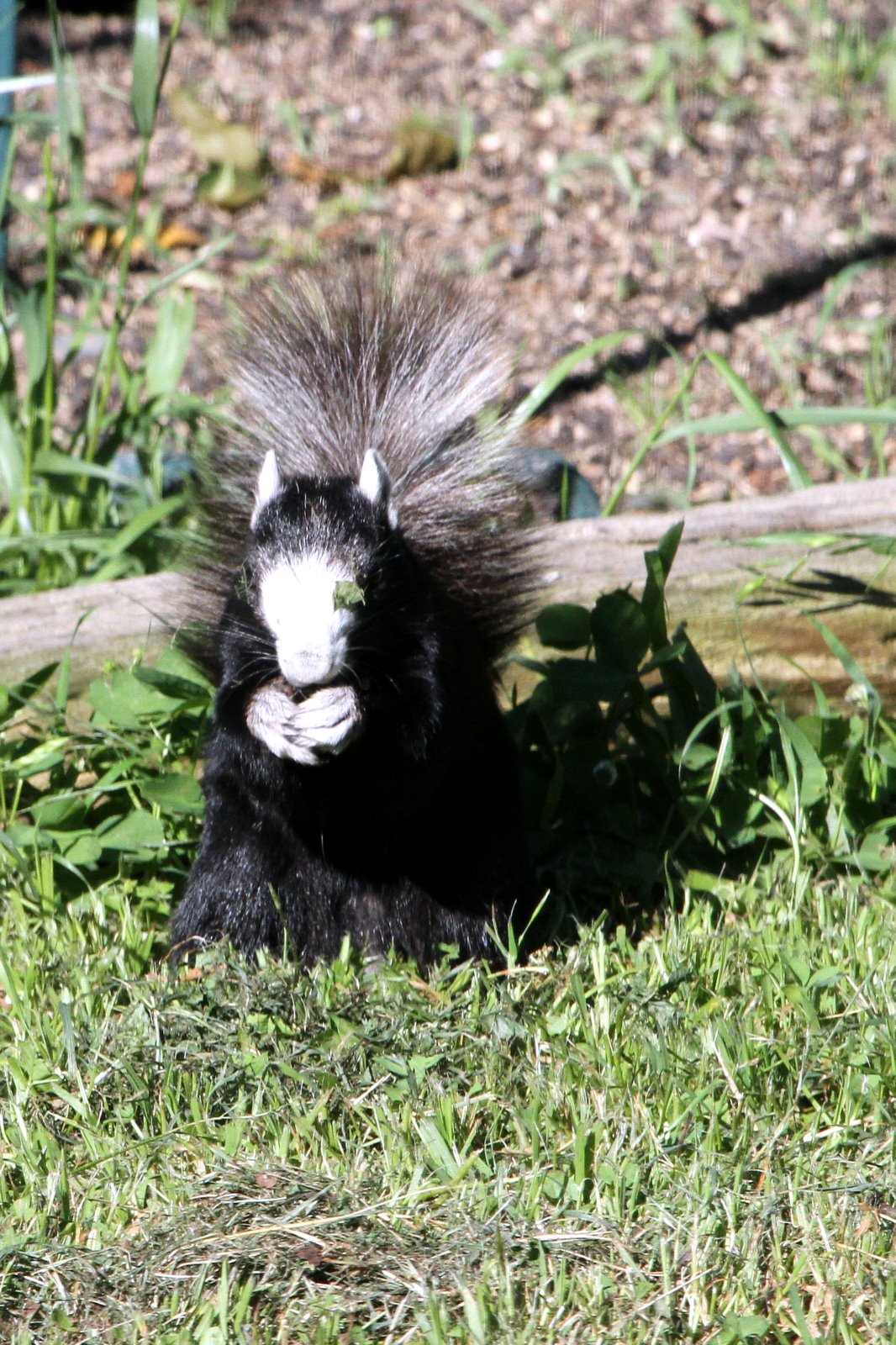 187 Black Fox Squirrel
