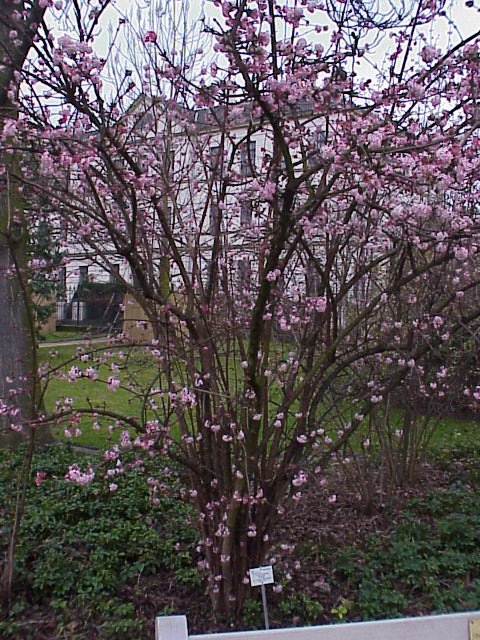 [Viburnum_x_bodnantense4.jpg]