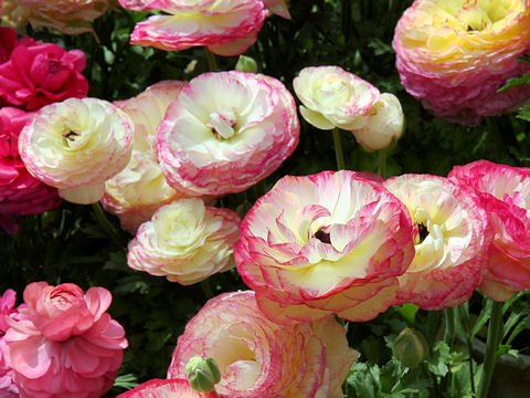 [ranuncoli+www.botanic.jp2.jpg]