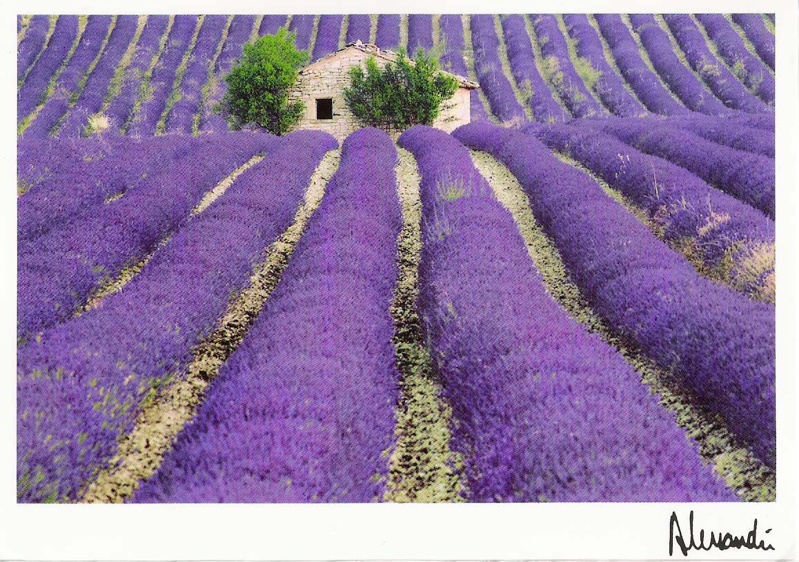 [PicForNewsletterClubMedOpioJune2007LavenderPostcard.JPG]