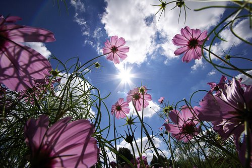[cosmos+via+emmas.blogg.se.jpg]