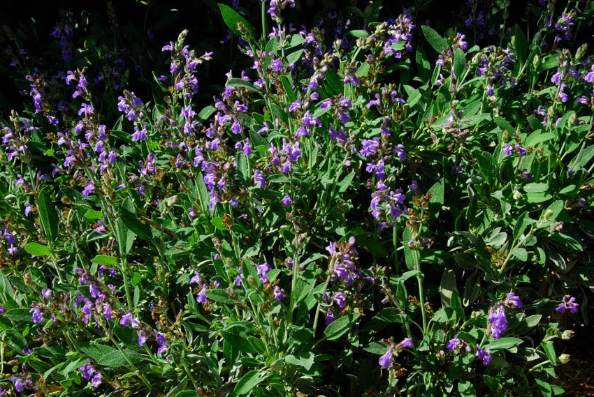 Garden amateur Parsley, sage, rosemary and thyme