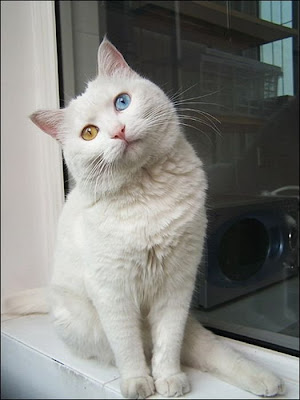 White Cat With Two Different Color Eyes  Seen On www.coolpicturegallery.us