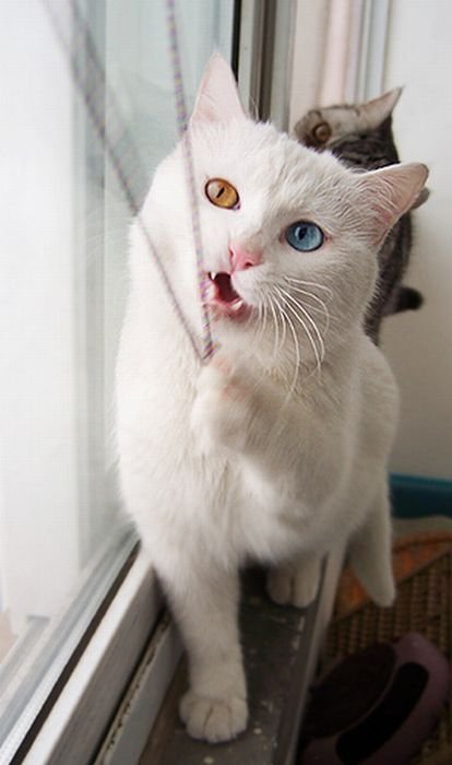 White Cat With Two Different Color Eyes Photos