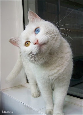 White Cat With Two Different Color Eyes  Seen On www.coolpicturegallery.us