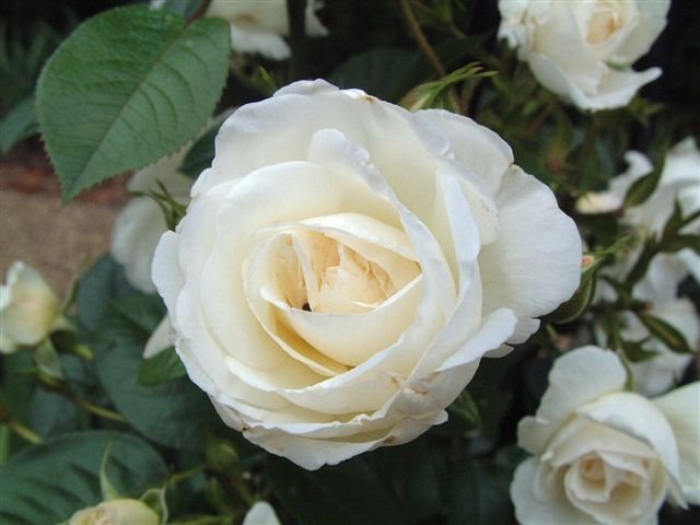 [rose.jpg]