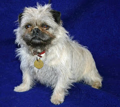 Pug Cross
