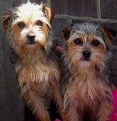 Terrier Cross Girls