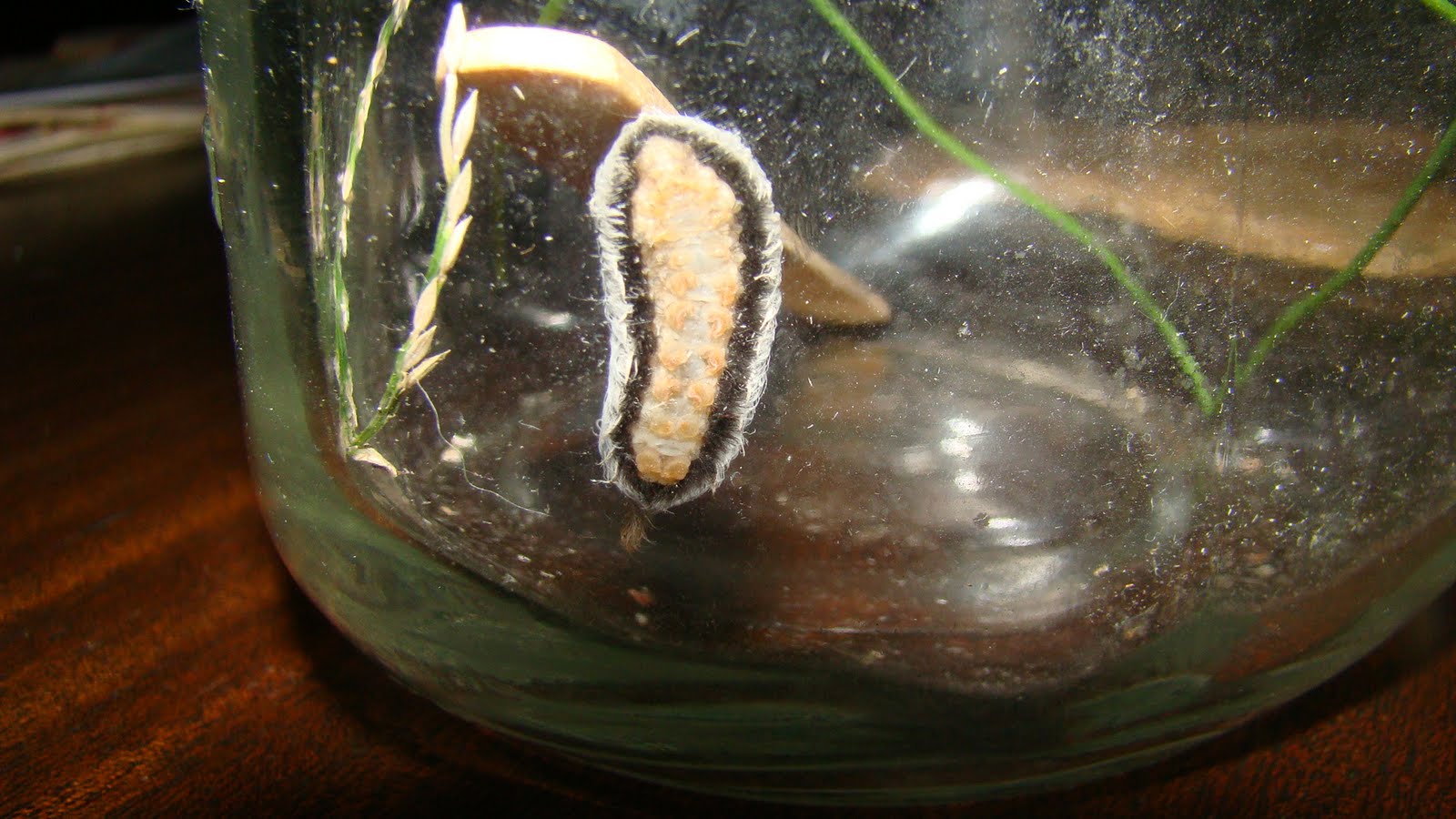 [Caterpillar+2.JPG]