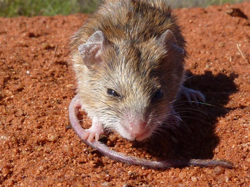 WA Zoologist More Little Mammals