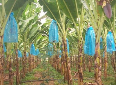 pisang-3.jpg
