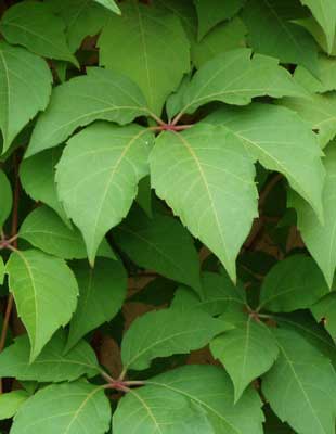 [Parth-quinque-boro310x400.jpg]