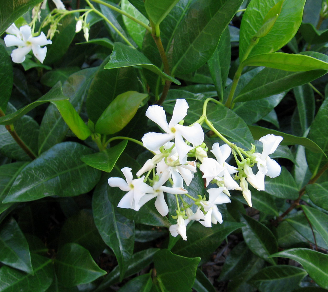 Perfume Project NW STAR JASMINE